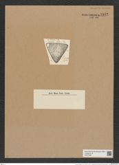 Triceratium tripartitum Grun. (de-Toni-Nr.: Genus 140, Species 3841) Zeichnungen Sammlung Grunow Nr. 7342 (NHMW-BOT-W0376387)